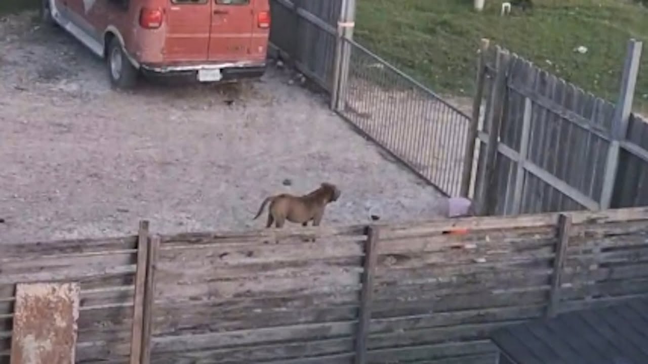 Her neighbors moved, then she sees a dog