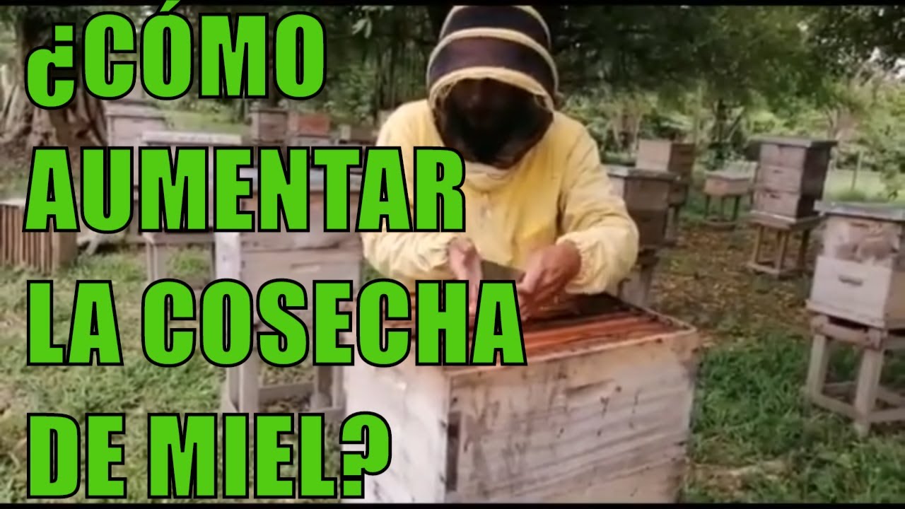 📈 ¿CÓMO AUMENTAR LA COSECHA DE MIEL?
