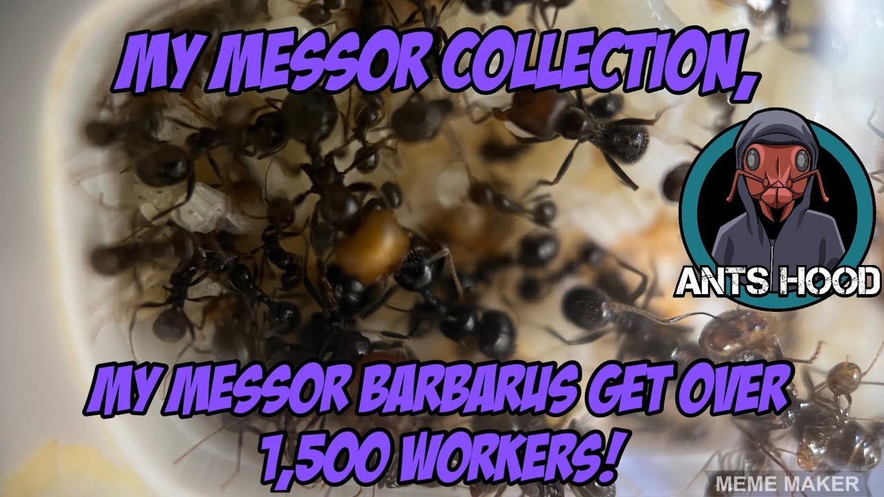 Моя коллекция Messor, мой Messor barbarus Получите более 1500 рабочих!