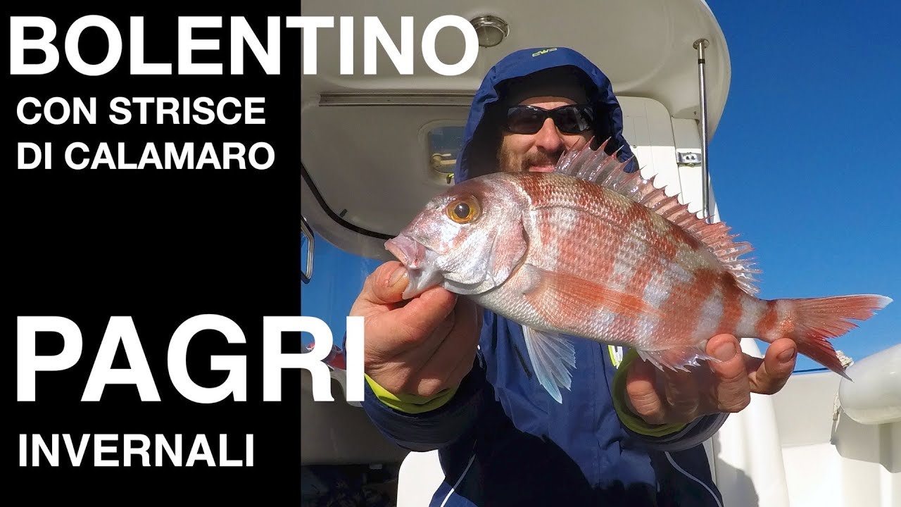 PAGRI a bolentino🐟🦑con STRISCE DI CALAMARO🐟al MINUTO 4,25 la CATTURA DI UN BEL PAGRO