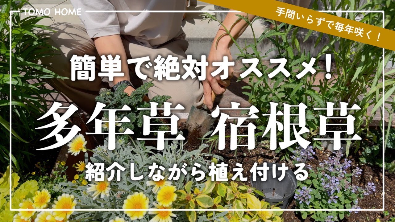 【毎年咲く！】オススメの多年草を植えまくってみた【暑さ寒さに強い】