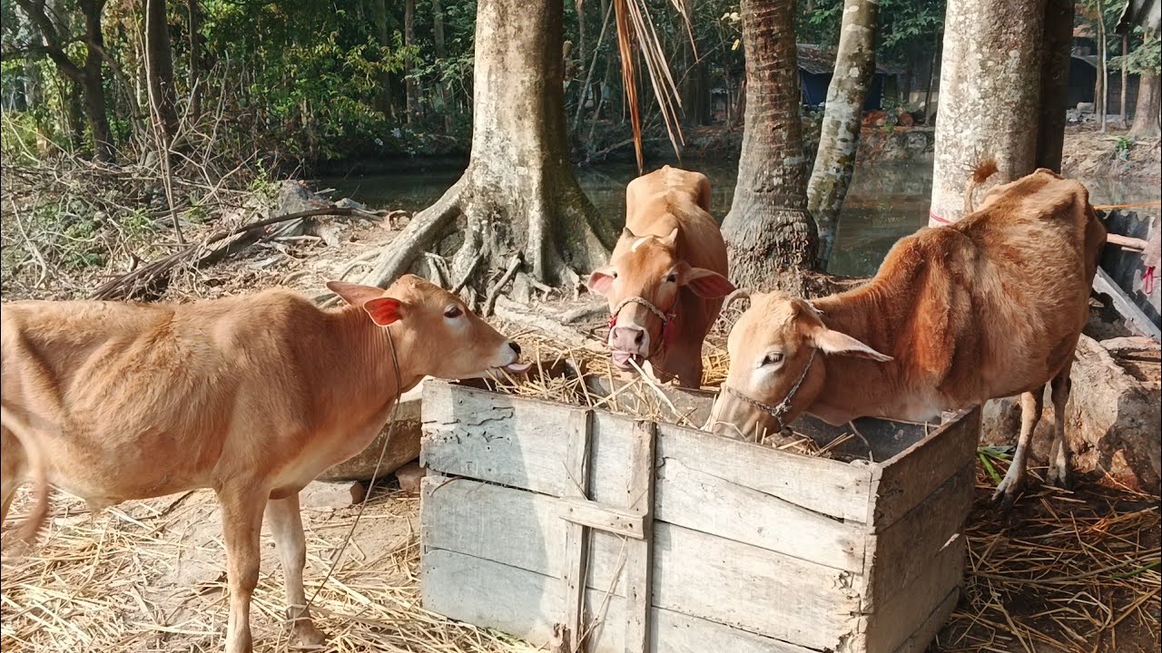 আমাদের তৃতীয় গরুর খামার 