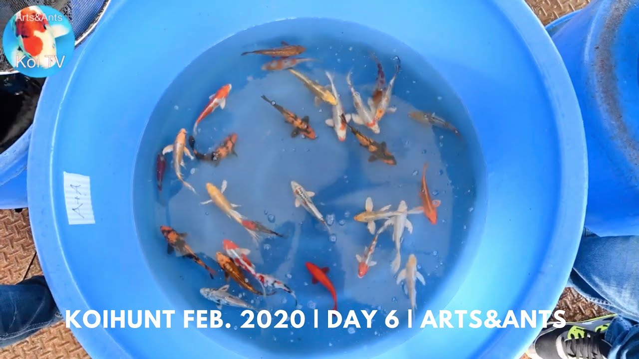 Yamazaki Koi Farm | Koihunt feb. 2020 | day 6 | Arts&Ants.