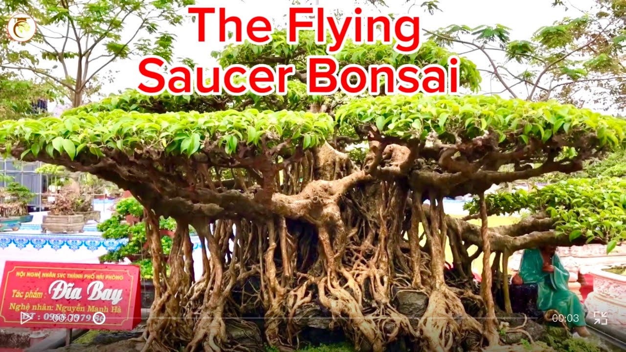 BONSAI STORIES | The Flying Saucer