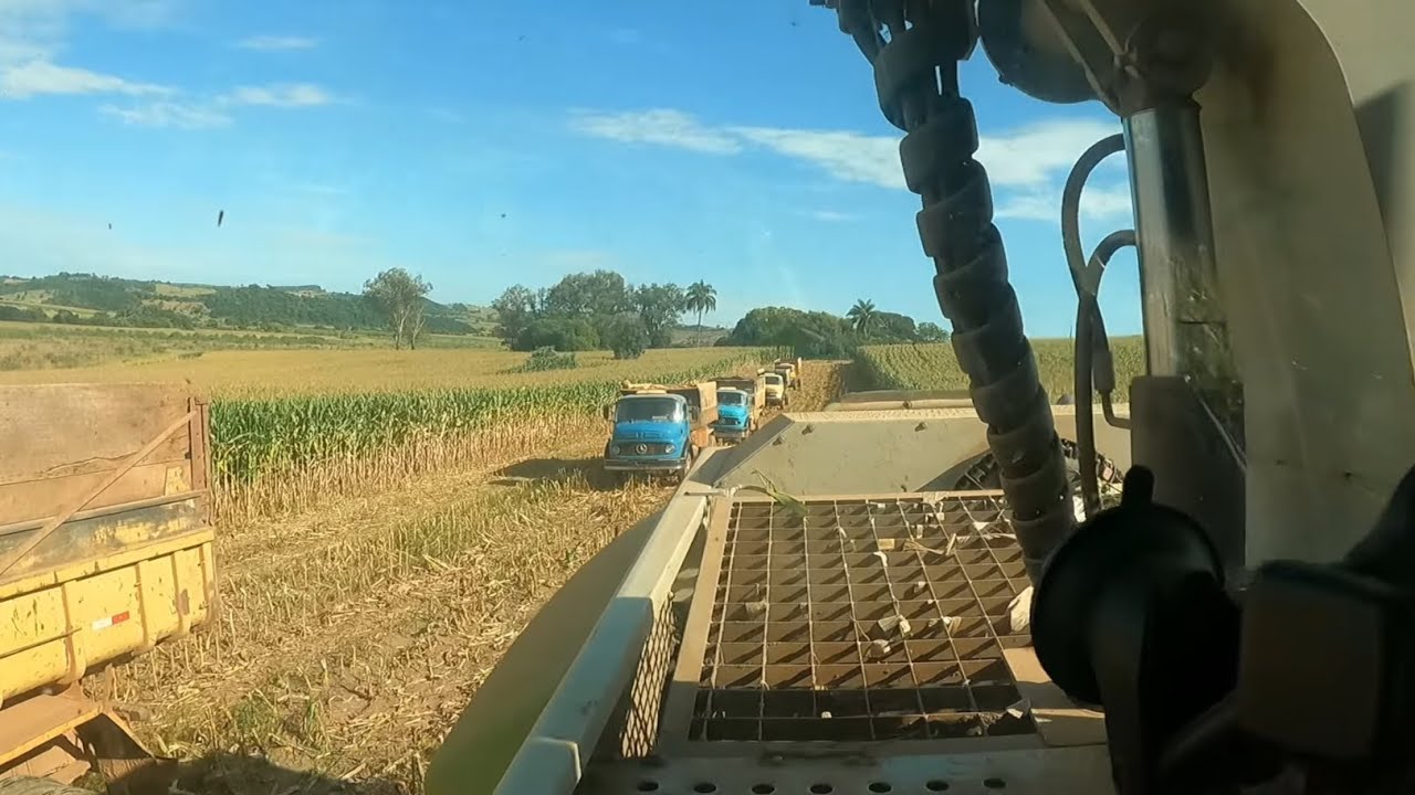 Puxando silagem com quase 20 caminhões em MINAS GERAIS