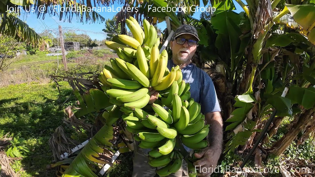 Harvesting a Jumbo Grand Nain banana Banana Rack AND Grand Nain vs Cavendish taste test