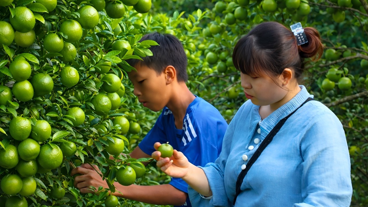 Harvesting lemons from the garden and taking them to the market to sell - A happy meal with Dad