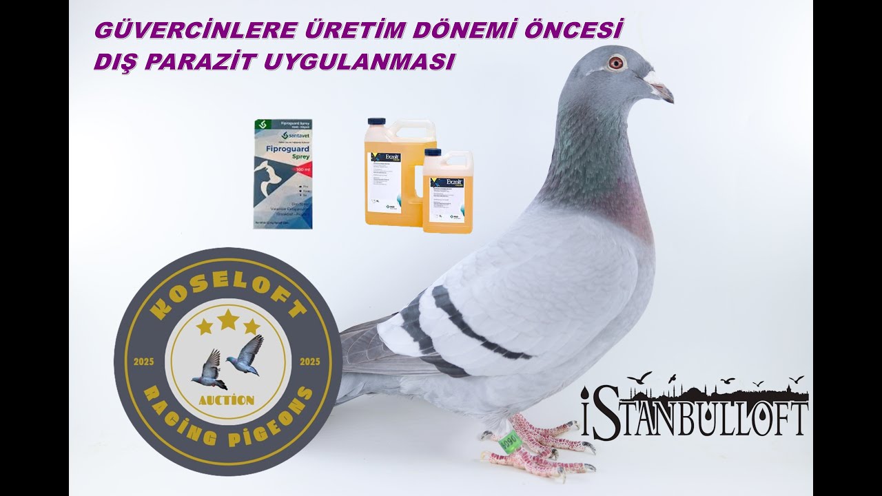 GÜVERCİNLERE ÜRETİM DÖNEMİ ÖNCESİ  VE MEVSİM GEÇİŞLERİNDE DIŞ PARAZİT UYGULANMASI !