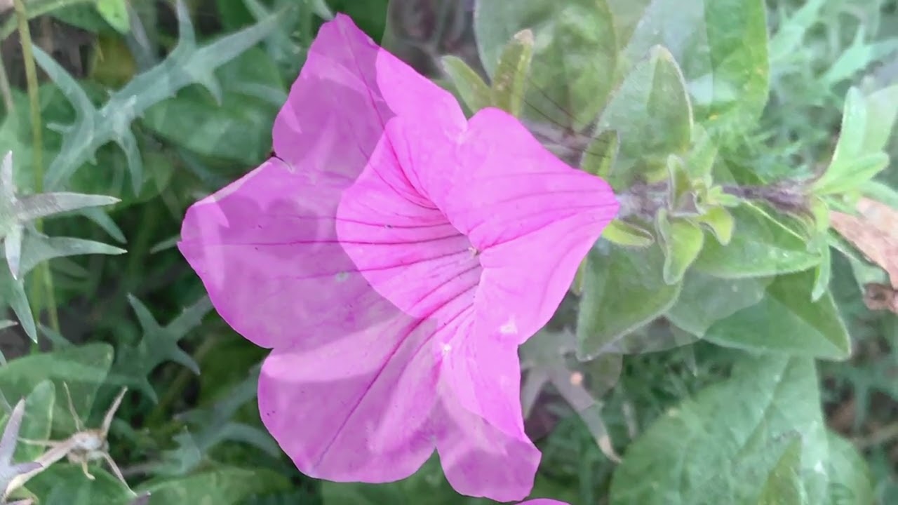 ピンクのペチュニアの花言葉「自然な心」　　　　　　　　癒しの花と音楽