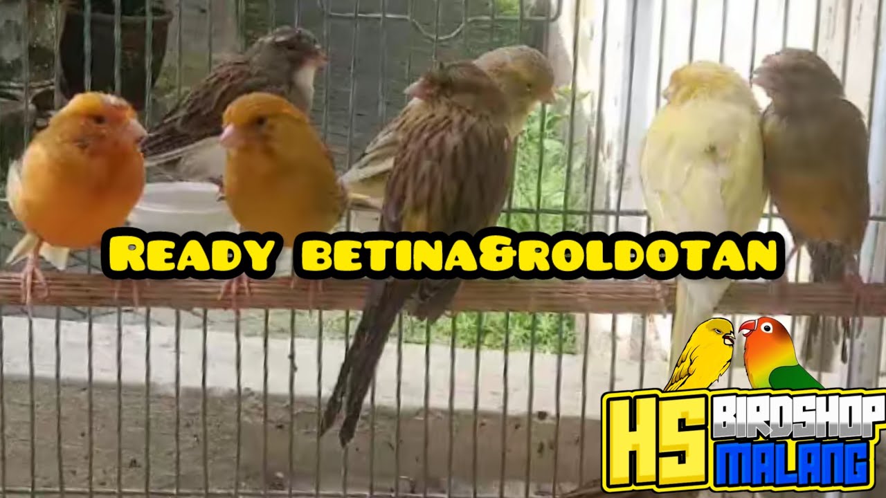 Ready betina&roldotan!!