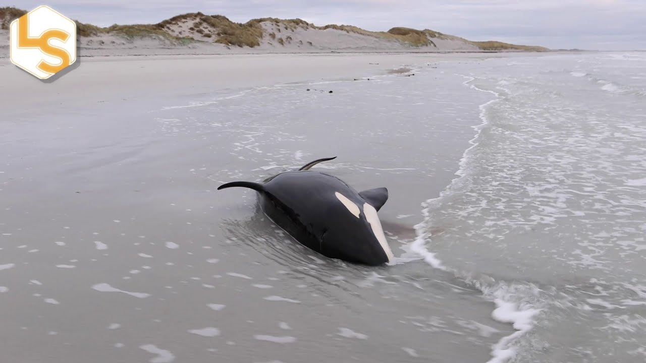 Young Killer Whale Rescued