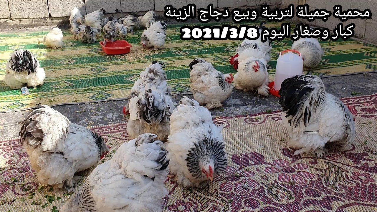 محمية الأصدقاء لبيع وتربية دجاج الزينة في بغداد كوشن براهما صغار كبار اليوم 2021/3/8