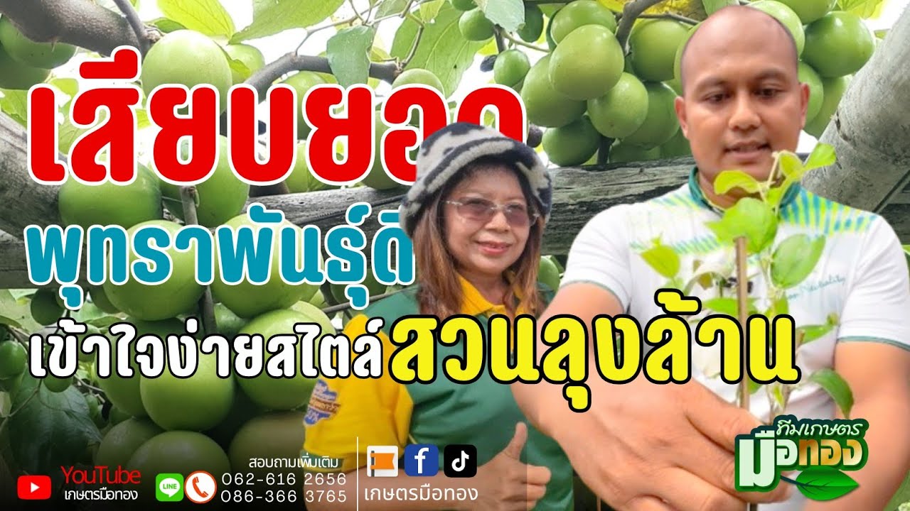 เสียบยอดพุทราพันธุ์ดี ง่ายได้ผลมาก @teamkasetmeuthong