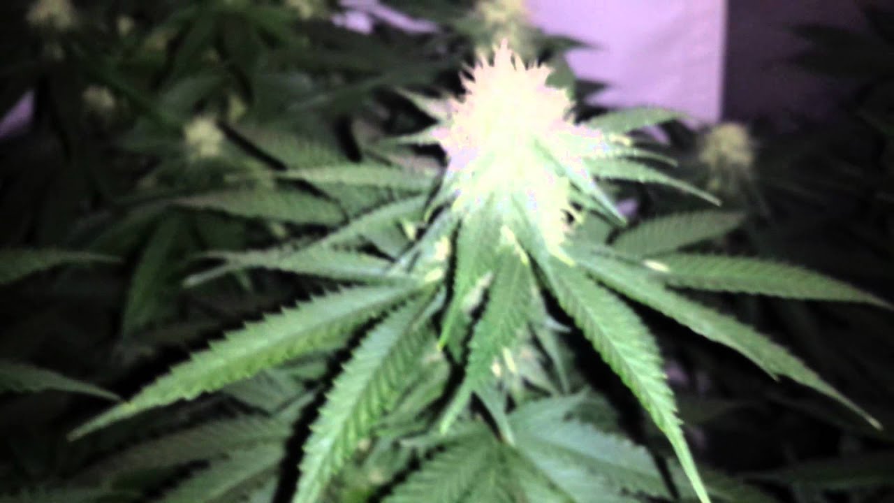 Should I trim fan leafs???