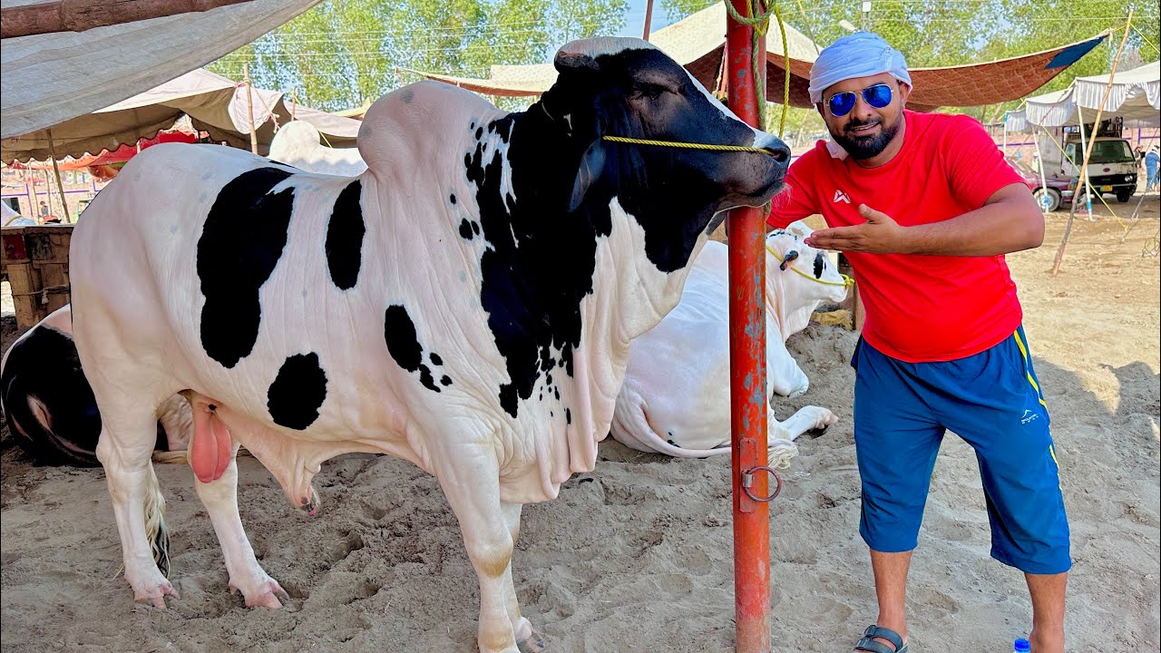Sabse Bada Janwar Pasand a gaya🐄
