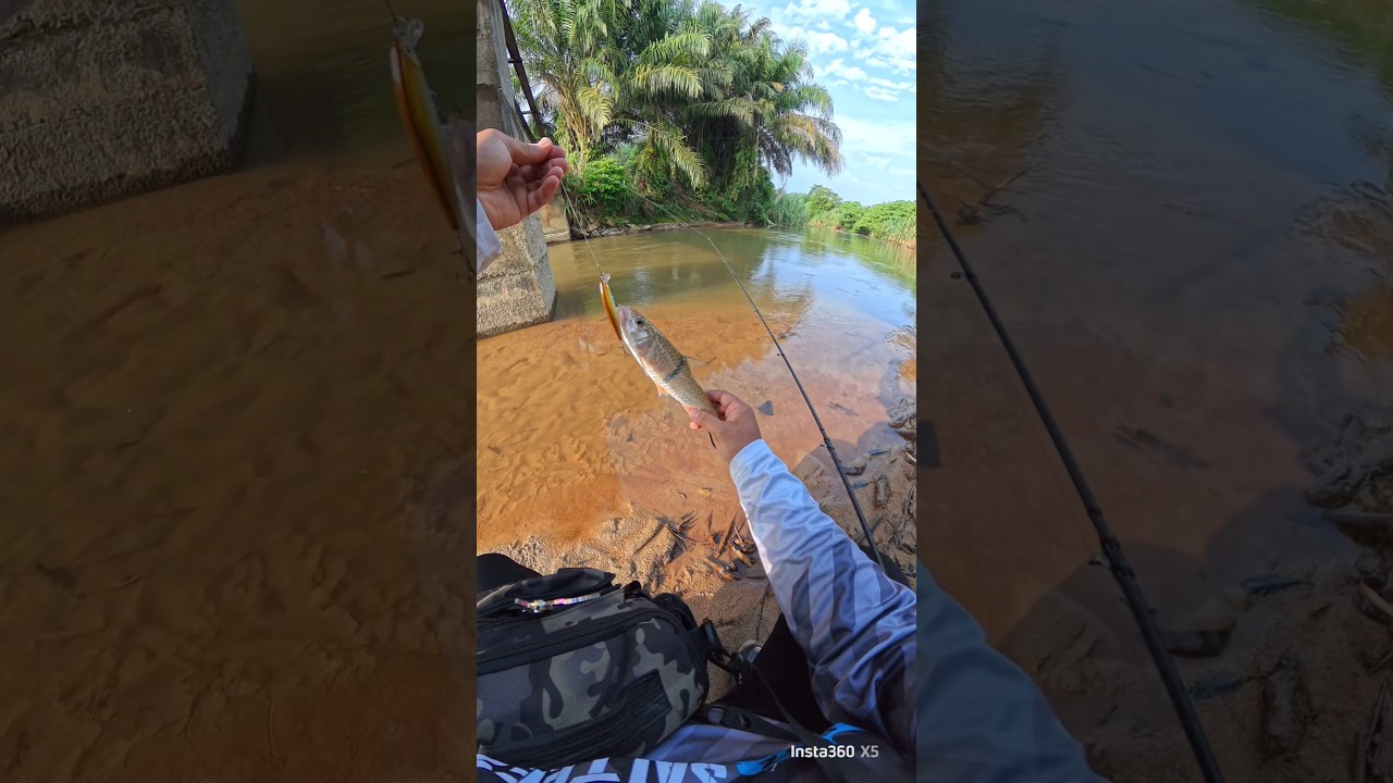 Umpan minnow jadi guys 