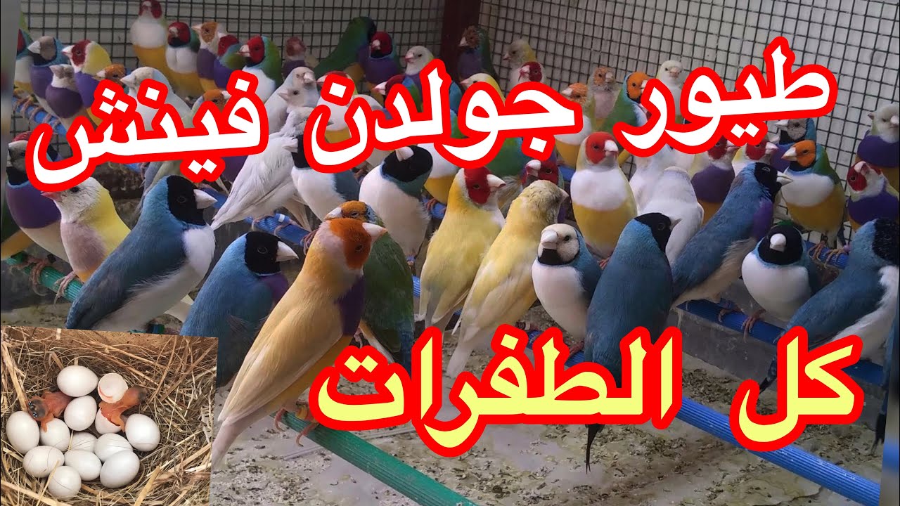 طيور جولديان  فينش مع الأفراخ وطفرات مميزه