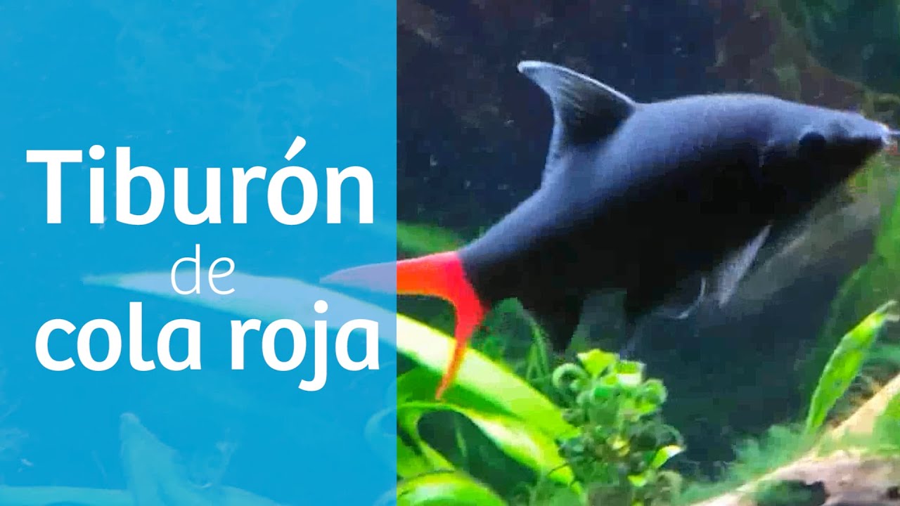 Tiburón cola roja de agua dulce · Labeo bicolor y arcoíris 🦈