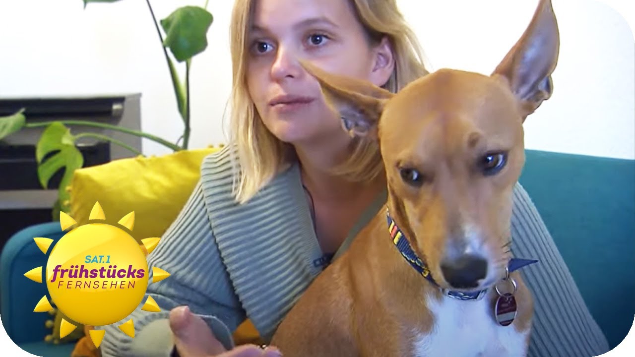 Hund vs. Dieb: TEST mit erschreckendem Ende! | SAT.1 Frühstücksfernsehen