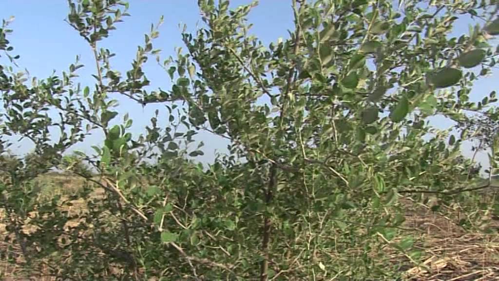 La régénération naturelle assistée 1ère partie