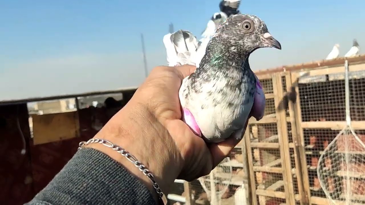   اليوم شرجي وهواي اضياع مو مني لا من العالم بس صار الهوه ساعة 4صارت الونسه اصدقاي هواي ضيعو حمر+تور