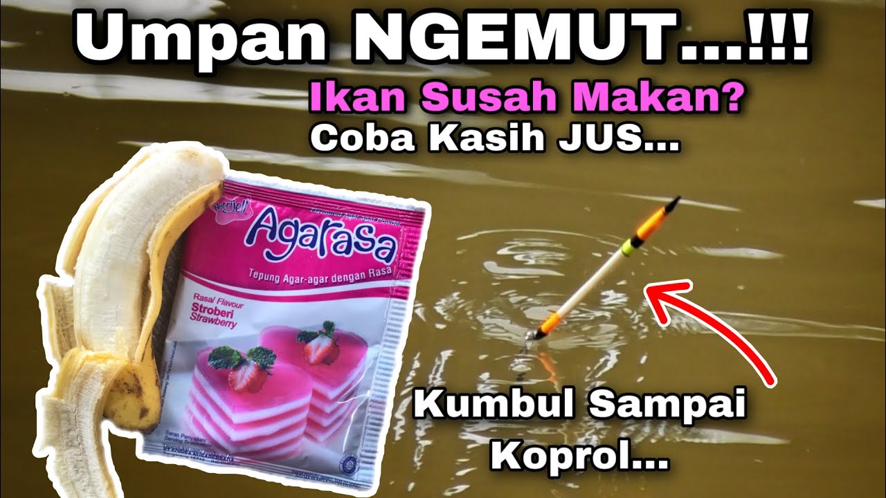 Umpan NGEMUT Bikin Umpan Sultan Menangis Melihat ini Sampe Tetangga Pengen Jilatin