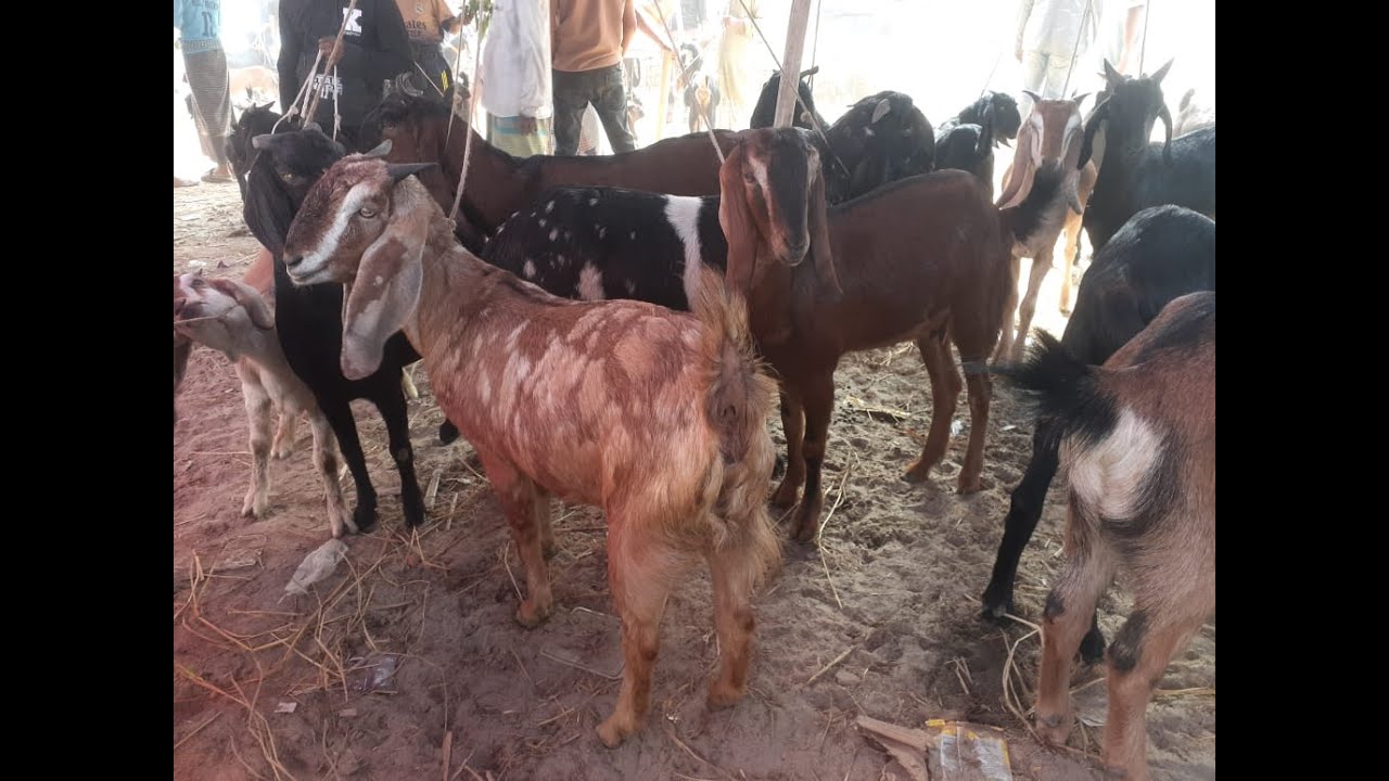 আজকের ব্রাহ্মণবাড়িয়ার খাসির হাট । গরু মহিষের হাট ও খাসির হাট । #goat_farm