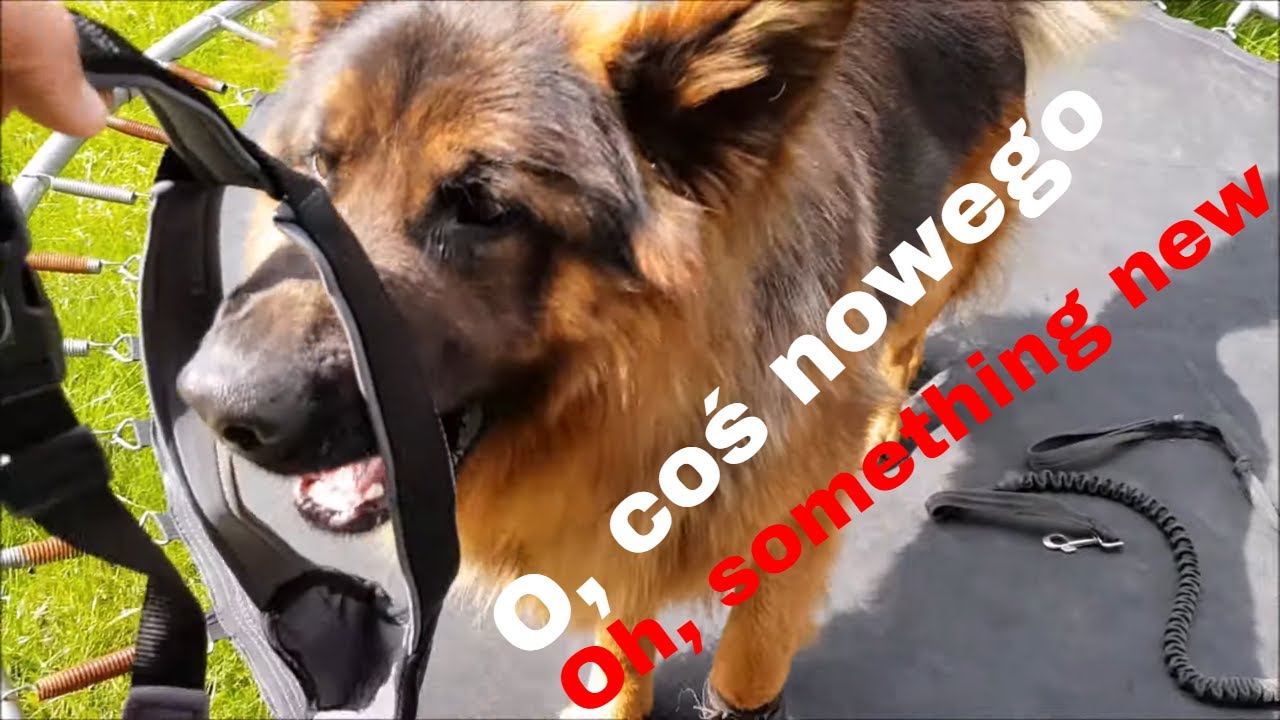 Major gets new harness/Major dostaje nowe szelki