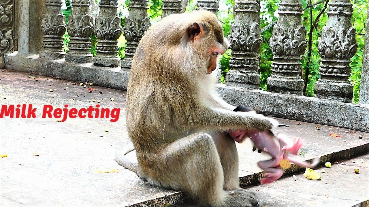 Teva Look Crazy Mother Monkey Today, Teva Pushes Baby Terrina Away When She Requests Milk