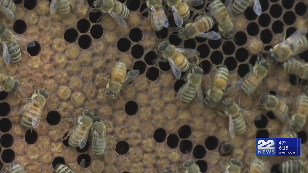 What is causing the decline of the honey bee population?