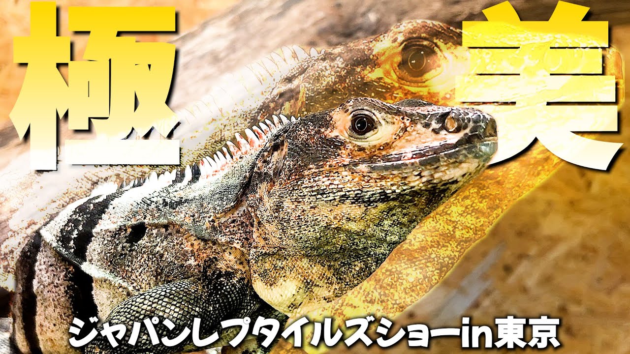 【BIGレプ】ジャパンレプタイルズショーin東京を見に行ったら…ずっと欲しかったイグアナがいたので我慢できませんでした。
