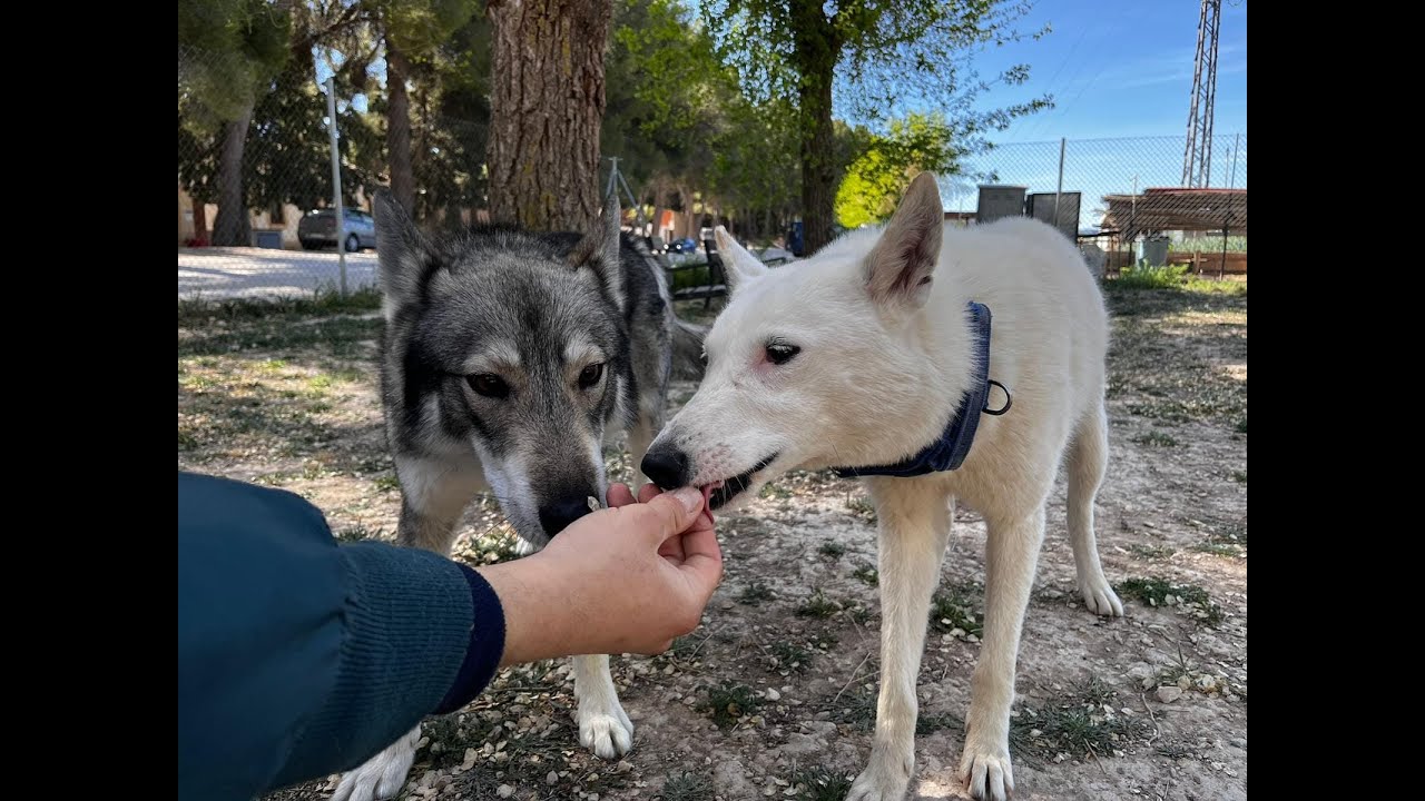 ANTES DE TENER UNA LAIKA TIENES QUE SABER ESTO!!