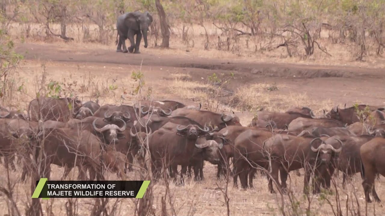 The Transformation of Majete Wildlife Reserve: From Poaching Crisis to Conservation Success