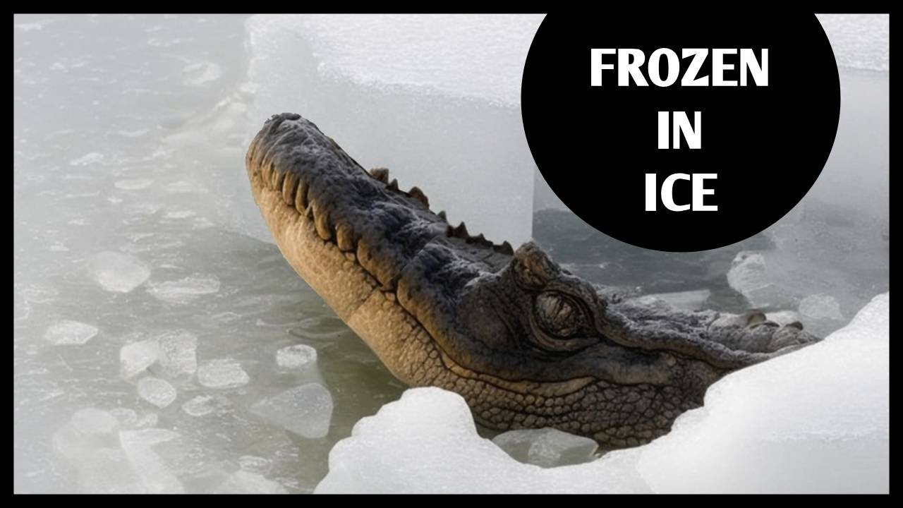 Where Reptiles go In The Winter!