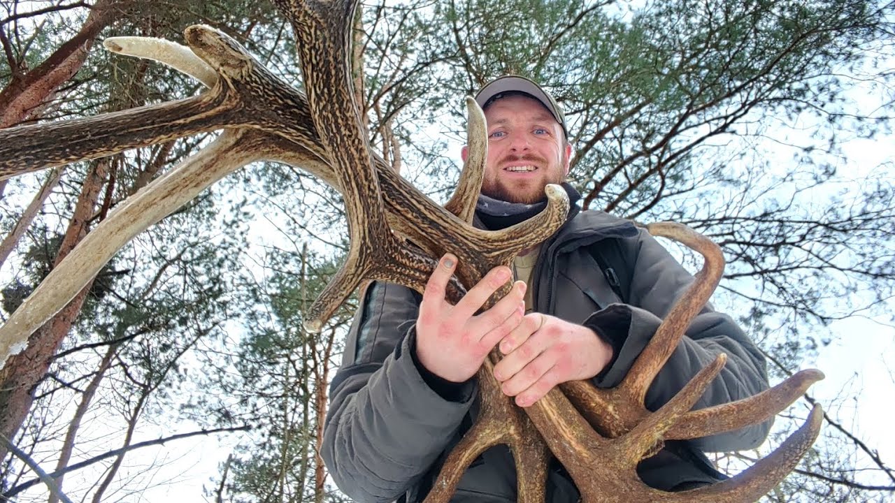 Хет-трик дня, поиск рогов оленя 2026, poroże jelenia 2026, deer antlers 2026 