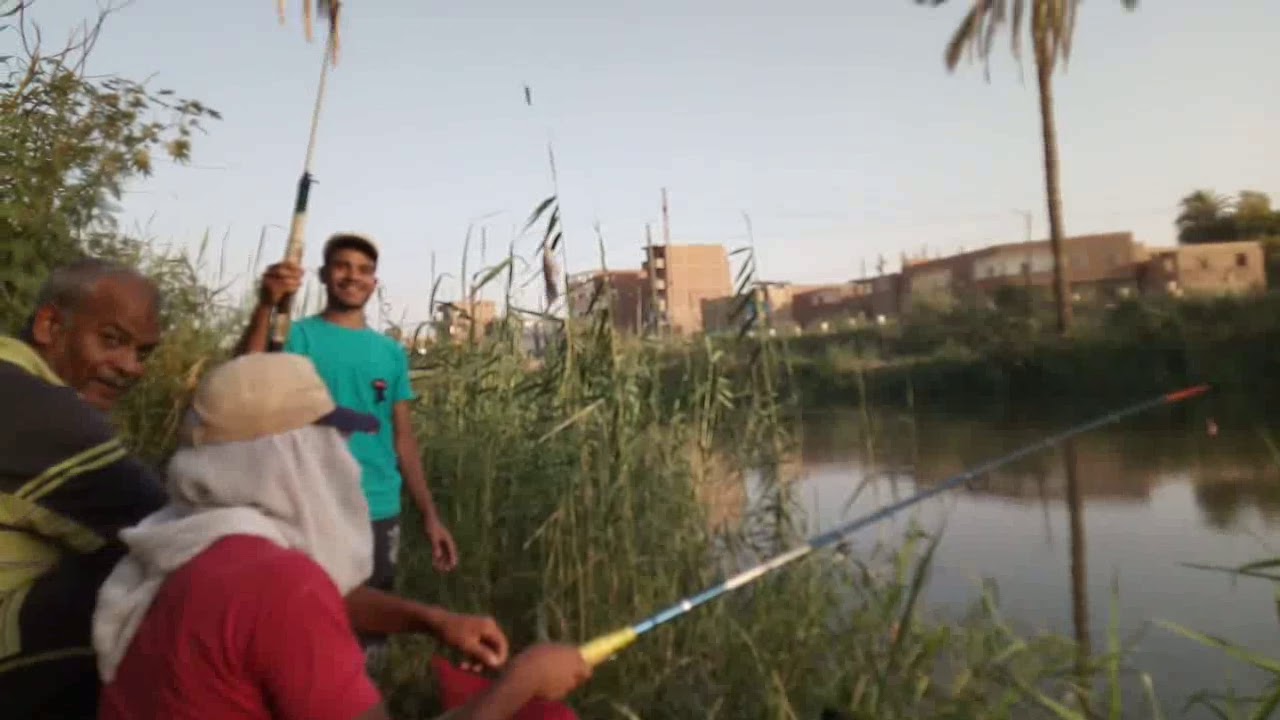 صيد سمك بلطي بأمعاءالدجاج في الصعيد