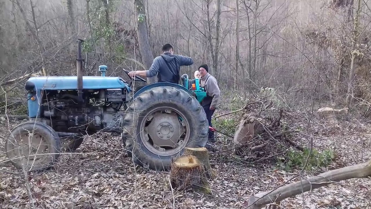 Drvoseče Gaglovo - preventivno uklanjanje najvećih hrastova