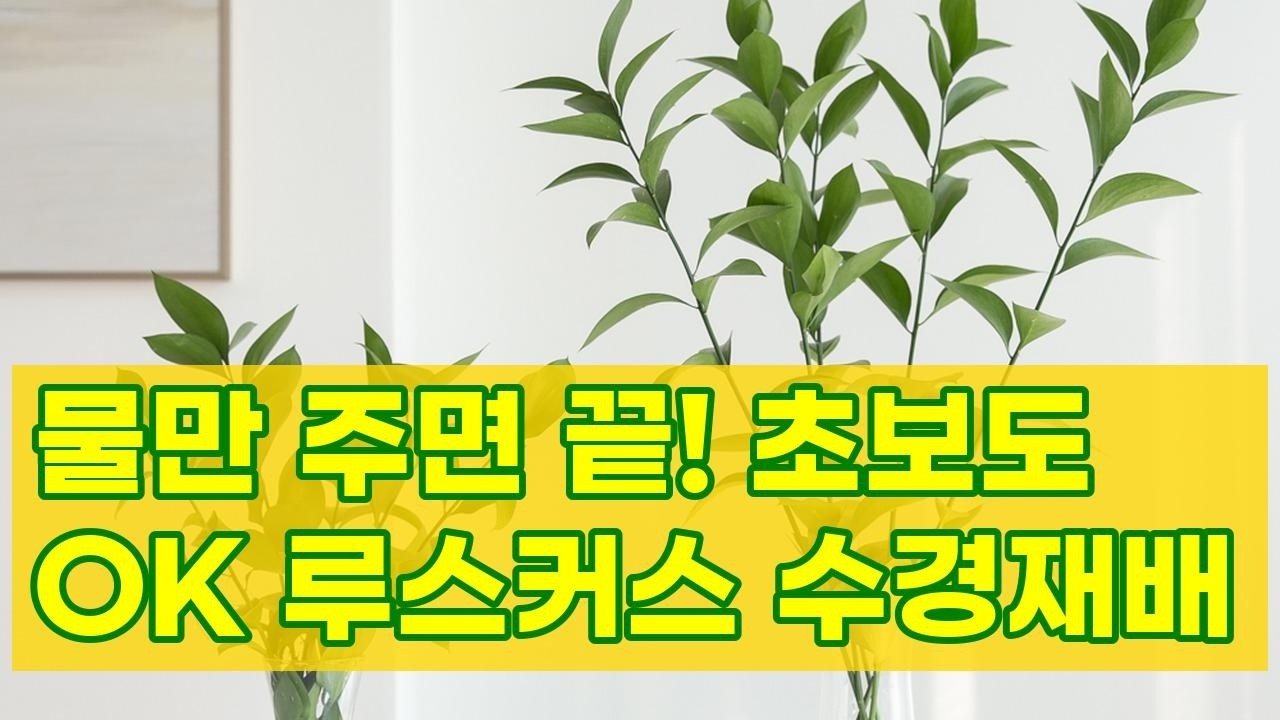 초보도 성공! 키우기 쉬운 루스커스 수경재배로 우리집 플랜테리어 완성 | 어항 식물