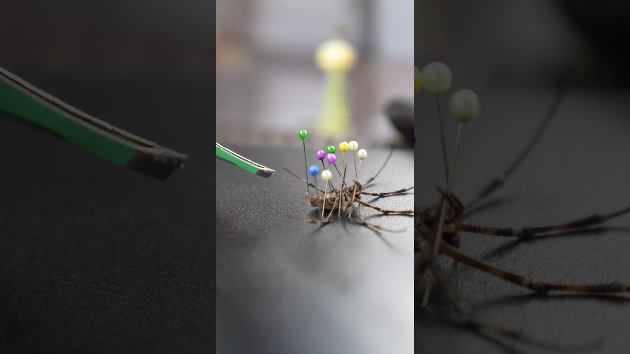 Milking spiders to make a guitar string