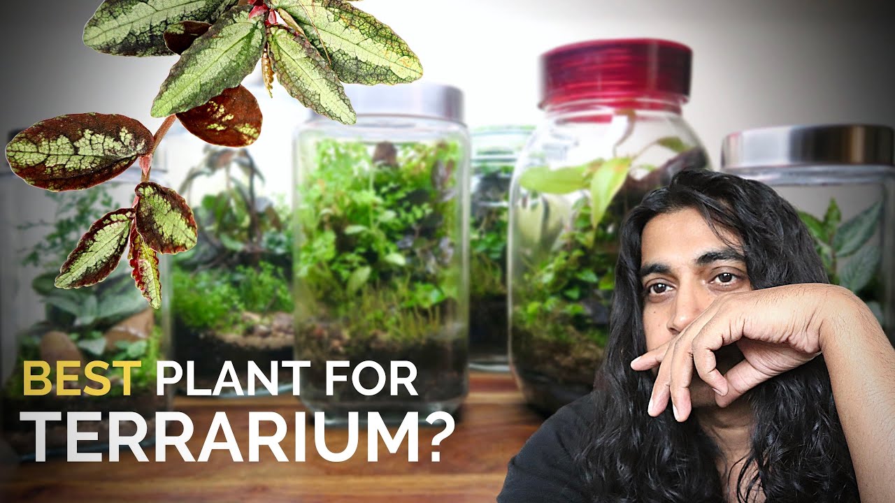 Best plant for closed terrariums?