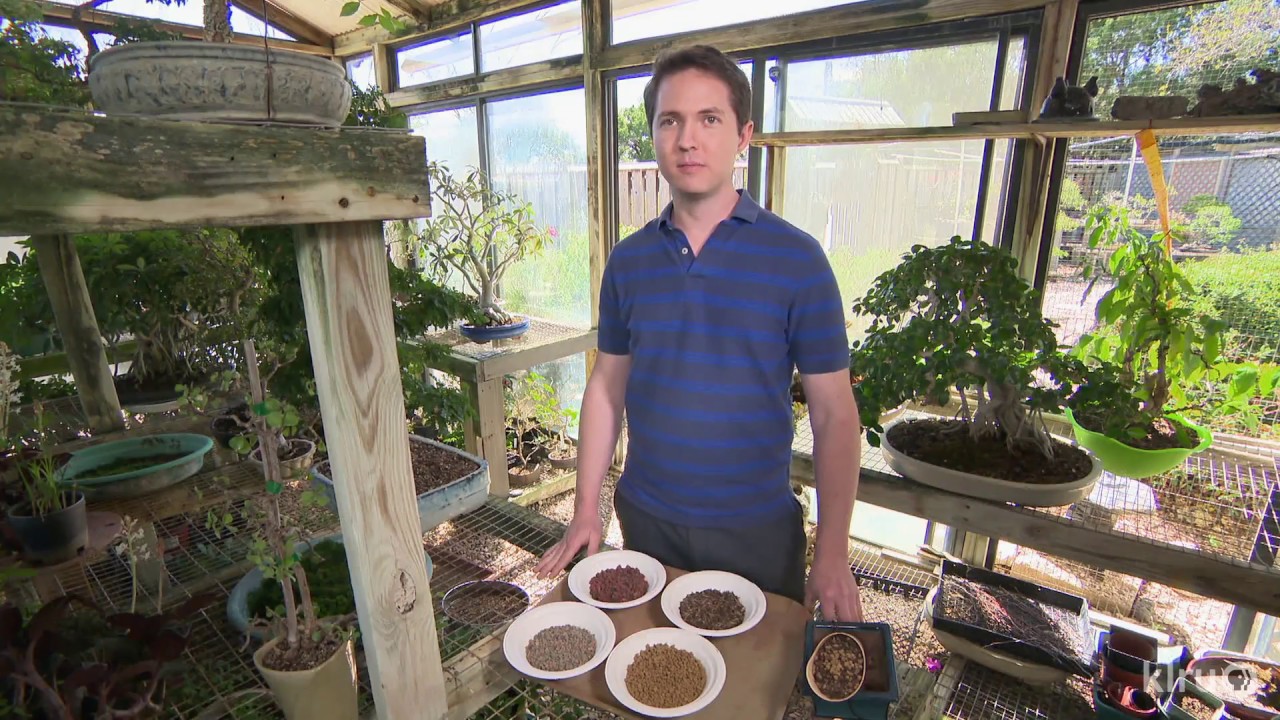 Bonsai Art & Care |Austin Bonsai Society |Central Texas Gardener