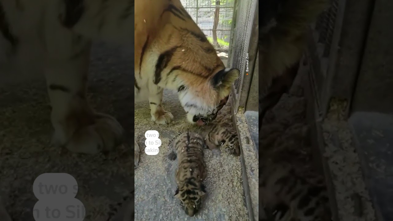 Eight rare tiger cubs born in Russian zoo