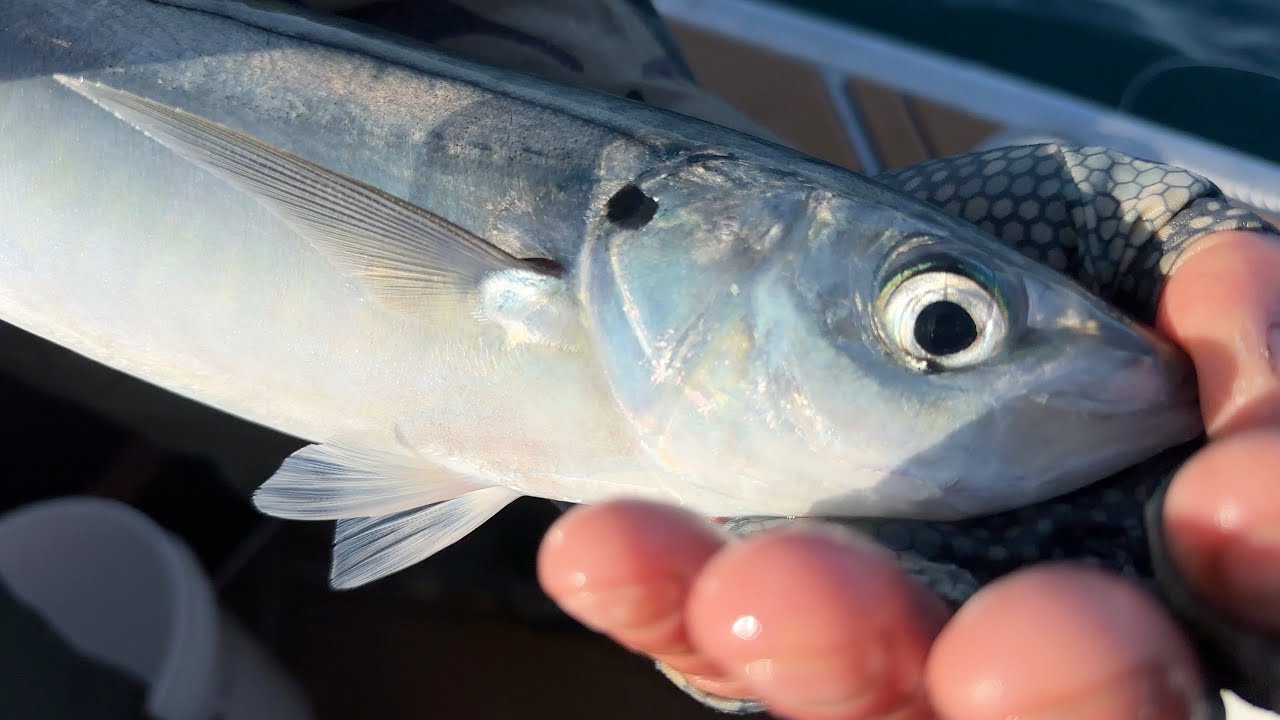 Deep Dropping Live Baits (Big Fish Landed)