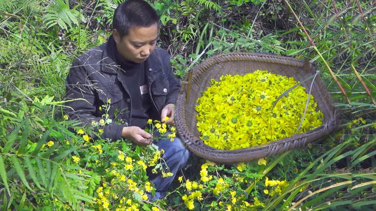 终于到了采摘野菊花的季节了，阿哥摘了一篮子的野菊花准备泡茶喝