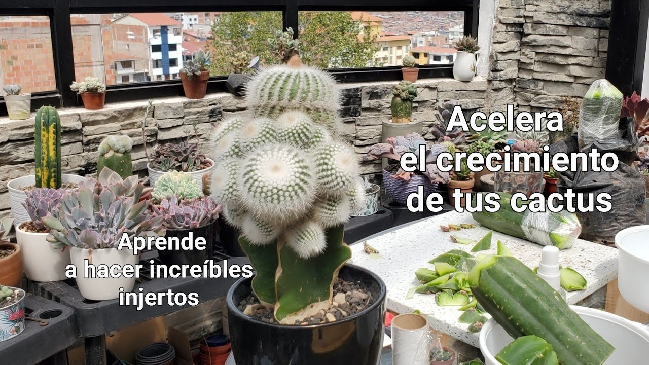 Aprendiendo a CÓMO HACER INJERTOS con CACTUS | Una increíble técnica que ACELERA EL CRECIMIENTO 😉👍 🌵