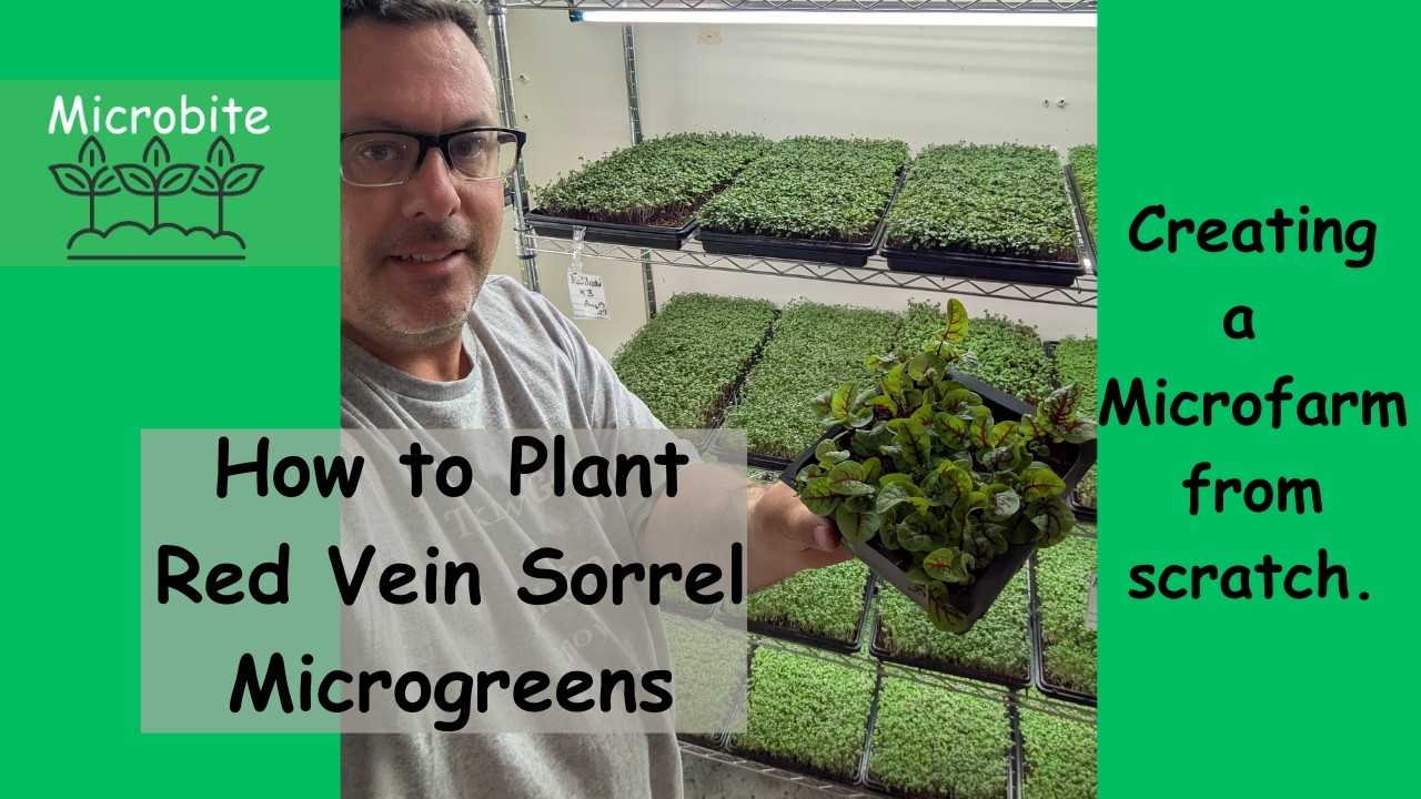 How To Plant Red Vein Sorrel Microgreens For A Small Microfarm.