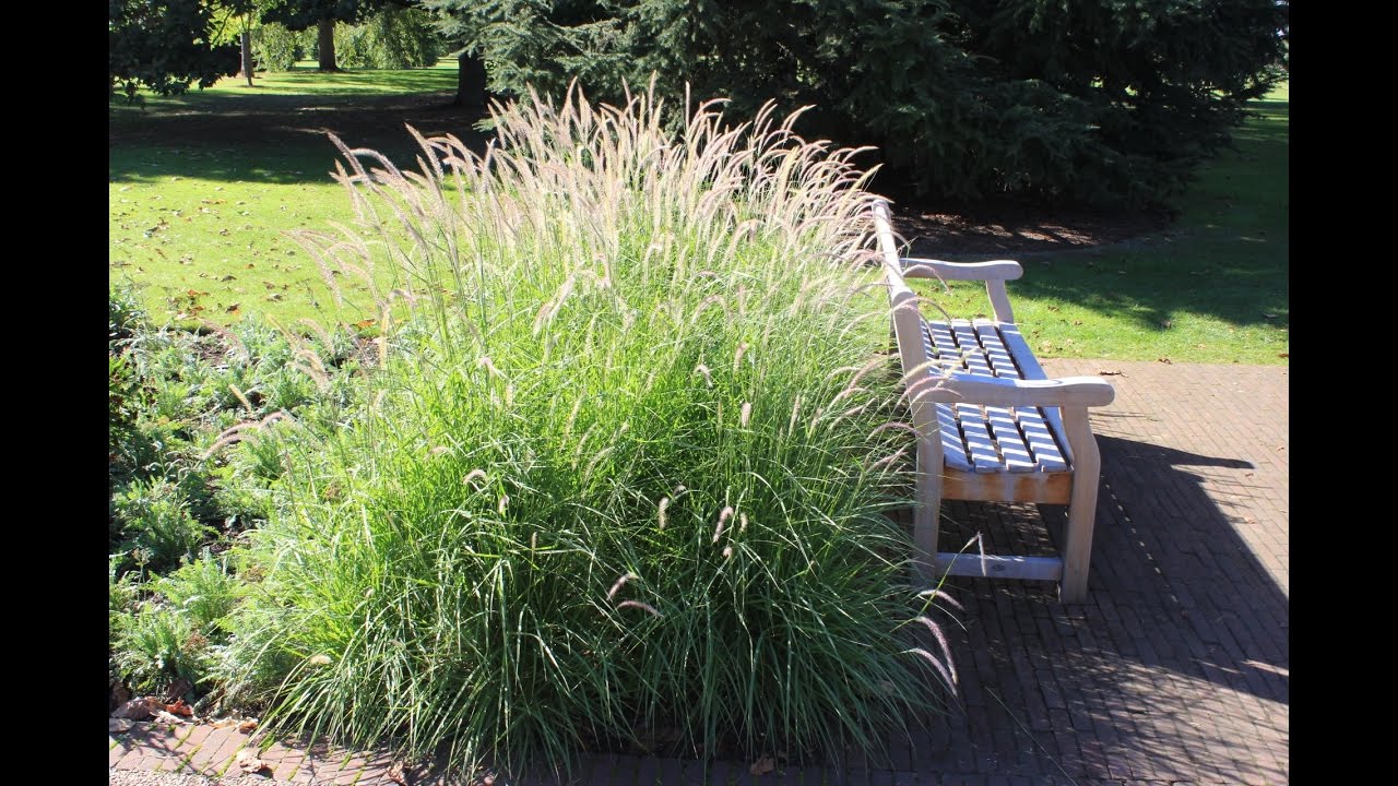 Pennisetum 'Fairy Tails'  -  Evergreen Fountain Grass