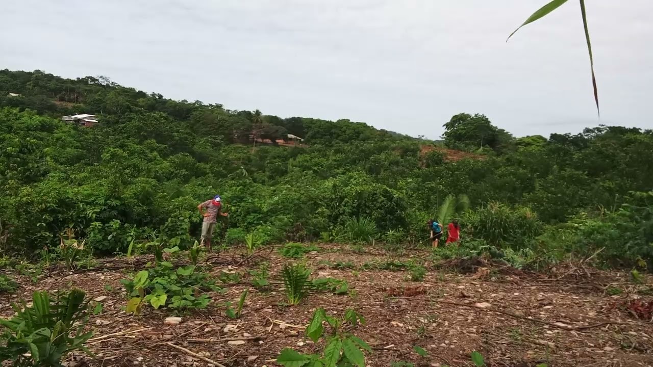 Plantação de macaxeira