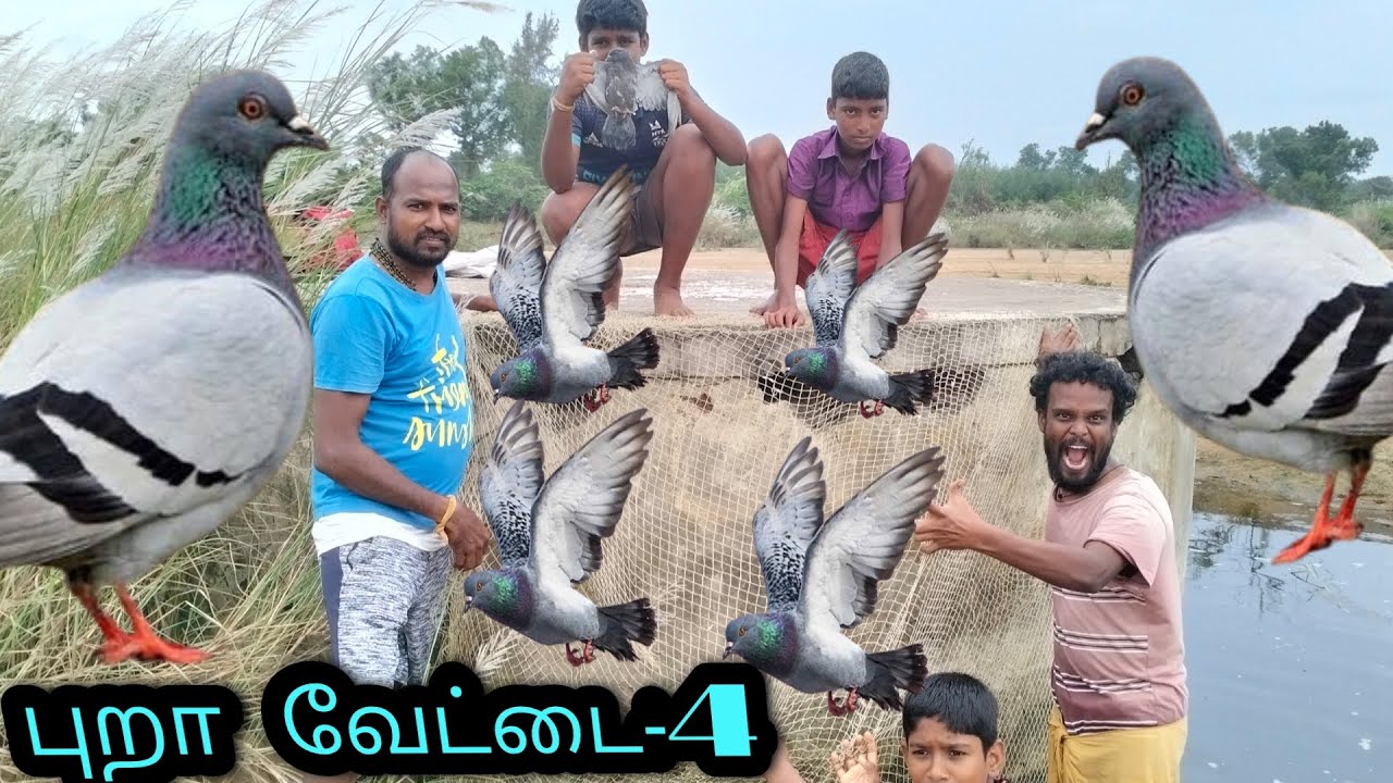 புறா வேட்டை-4 🐦🐦#pigeonhunting #wildpigeon #wildpigeonhunters 🐦🐦
