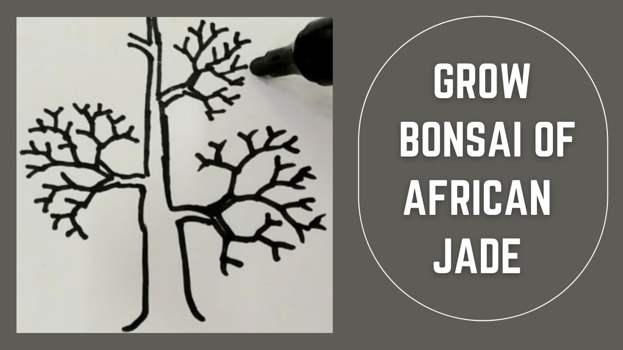 How to create bonsai of a jade plant /create pad /branch selection/tips of pruning